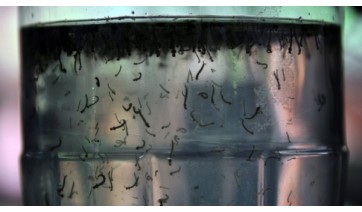 Mosquito Aedes aegypti se prolifera em locais com água parada (Imagem: Agência Brasil).