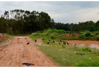Urubus na entrada o aterro sanitário revelam a presença de lixo exposto, atraindo aves e animais (Foto: Acácio Rocha).