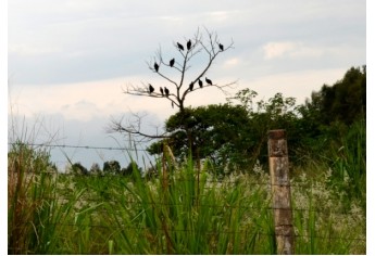 Urubus nas proximidades do aterro sanitário: habitat para aves e animais que se alimentam desses materiais (Foto: Acácio Rocha).