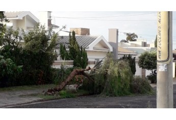 Temporal causou queda de árvores, na madrugada desta segunda-feira, em Tupã (Reprodução: Site Tupã Notícias).