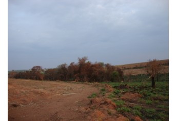 Área atingida por queimada em Rinópolis , para plantio de cana, tinha 37 hectares de vegetação nativa (Foto: Polícia Ambiental/Cedida).