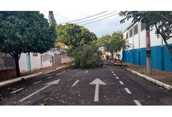 Clique para adicionar uma legendaTemporal causou queda de árvores, na madrugada desta segunda-feira, em Tupã (Reprodução: Site Tupã Notícias).