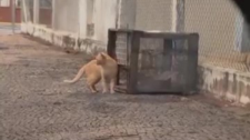 Gatoeira usada por protetores independentes é furtada em local de captura de gatos para castração 