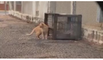 Gatoeira usada por protetores independentes é furtada em local de captura de gatos para castração 