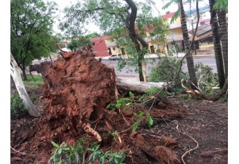 Quedas de árvores foram registradas na Praça Euclydes Romanini (Foto: Siga Mais).
