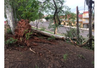 Quedas de árvores foram registradas na Praça Euclydes Romanini (Foto: Siga Mais).