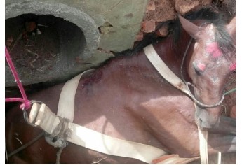 Égua caiu em bueiro e foi resgatada pelos homens do Corpo de Bombeiros de Adamantina (Foto: Cedida).