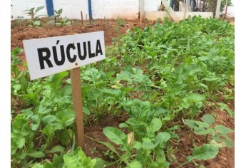Horta Educativa foi implantada na Emef Eurico Leite de Moraes (Foto: Siga Mais).