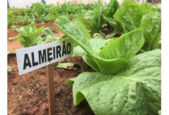 Horta Educativa foi implantada na Emef Eurico Leite de Moraes (Foto: Siga Mais).
