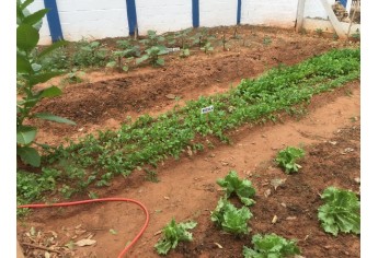 Horta Educativa foi implantada na Emef Eurico Leite de Moraes (Foto: Siga Mais).