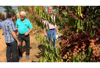 Café Robusta é apresentado como alternativa econômica para a Nova Alta Paulista