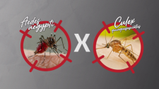 Descubra as diferenças entre o mosquito transmissor da dengue e o pernilongo
