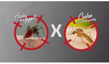 Descubra as diferenças entre o mosquito transmissor da dengue e o pernilongo