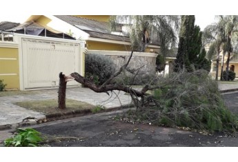Temporal causou queda de árvores, na madrugada desta segunda-feira, em Tupã (Reprodução: Site Tupã Notícias).