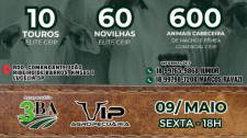 1º Leilão Total CEIP oferta mais de 650 animais de alta produtividade para a região nesta sexta (9)