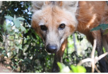 Lobo-Guará, em Jundiaí, SP (Foto: Edu Fortes).