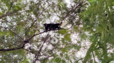 Macaco é avistado em árvores no Jardim Primavera, em Adamantina