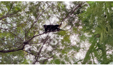 Macaco é avistado em árvores no Jardim Primavera, em Adamantina