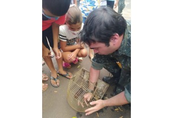 PM Ambiental e estudantes fazem interação com animais e soltura de pássaros em Mariápolis
