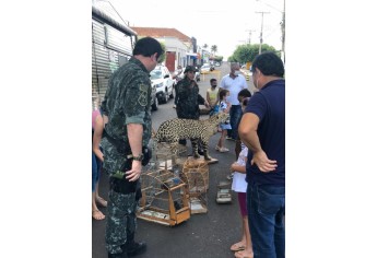 PM Ambiental e estudantes fazem interao com animais e soltura de pssaros em Maripolis