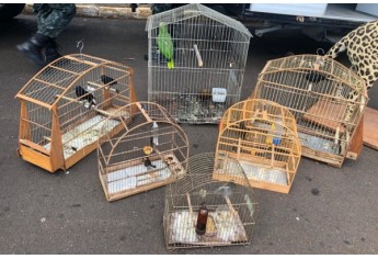 PM Ambiental e estudantes fazem interação com animais e soltura de pássaros em Mariápolis