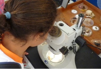 Microscopia (Foto: Divulgação)