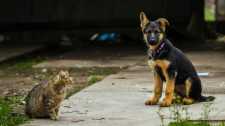 Adamantina anuncia mutirão de castração com 200 vagas gratuitas para cães e gatos 