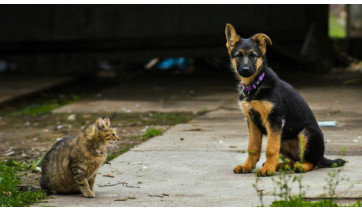 Adamantina anuncia mutirão de castração com 200 vagas gratuitas para cães e gatos 