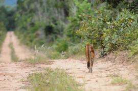 Onça-Parda, em Santa Rita do Passa Quatro, SP (Foto: Edu Fortes).