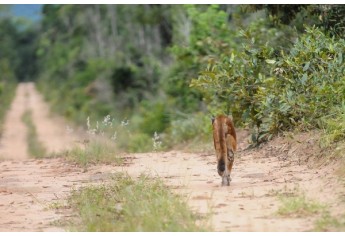 Onça-Parda, em Santa Rita do Passa Quatro, SP (Foto: Edu Fortes).