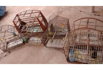 Gaiolas onde eram criados os pássaros, em Irapuru (Foto: Cedida/Polícia Ambiental).