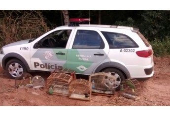 Gaiolas onde eram criados os pássaros, em Irapuru (Foto: Cedida/Polícia Ambiental).