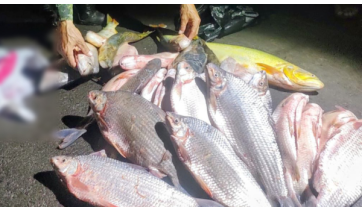 Foram apreendidos 29 quilos de pescados, em periodo da piracema  (Cedida/PM Ambiental).