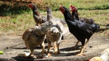 Ladrão de galinhas é preso em flagrante pela Polícia Militar após furtar 7 aves em quintal de idoso
