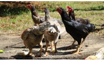 Ladrão de galinhas é preso em flagrante pela Polícia Militar após furtar 7 aves em quintal de idoso