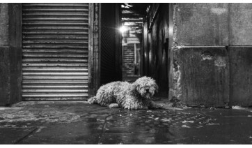 Presidente Prudente cria lei que recompensa quem denunciar maus-tratos a animais