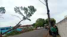 Prefeitura realiza poda de árvores com risco de queda na Escola Helen Keller