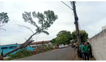 Prefeitura realiza poda de árvores com risco de queda na Escola Helen Keller