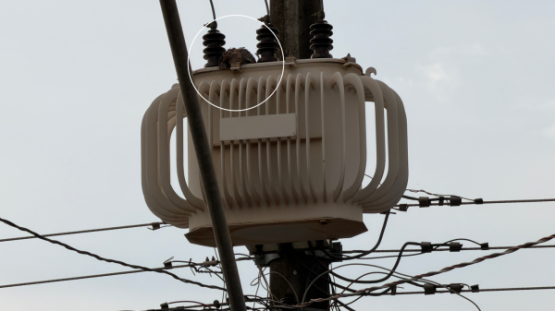Pombas provocam desligamento da rede elétrica e entorno fica sem energia no centro de Adamantina 