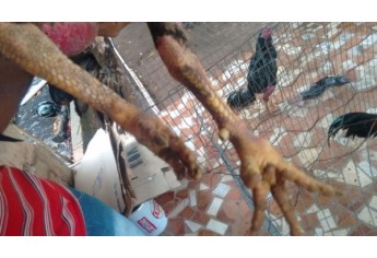 Polícia Ambiental faz operação após denúncia anônima e localiza 13 galos sob suspeitas de maus tratos (Foto: Cedida/Polícia Ambiental).