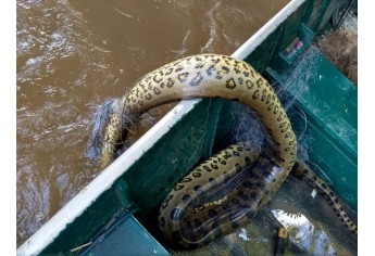 Sucuri é encontrada morta durante operação da Polícia Ambiental no Salto Botelho, em Lucélia (Foto: Cedida/Polícia Ambiental).