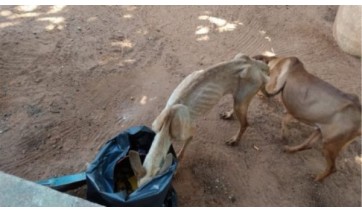 Tutoras são presas e multadas por maus-tratos contra cães e gatos em Tupã