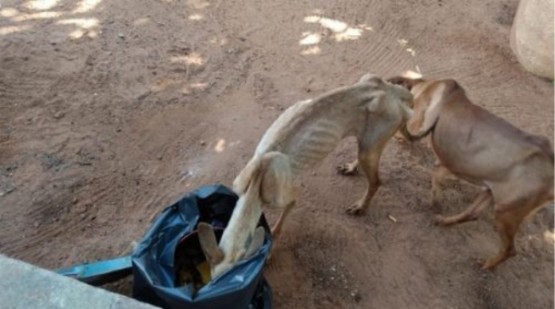 Tutoras são presas e multadas por maus-tratos contra cães e gatos em Tupã
