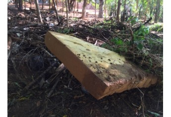 Equipe do Departamento de Controle de Vetores realiza buscas por escorpiões no Jardim Primavera (Foto: Siga Mais).