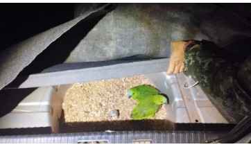 Duas aves eram levadas no compartimento de estepe do automóvel (Divulgação/PM Ambiental).