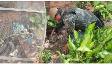 Morador de Adamantina é multado em R$ 3 mil por manter jabutis em cativeiro