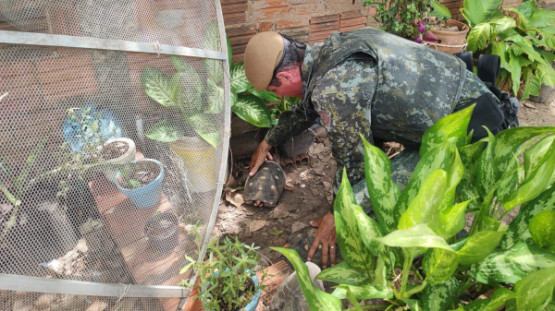 Morador de Adamantina é multado em R$ 3 mil por manter jabutis em cativeiro