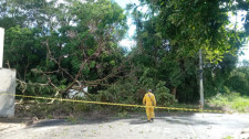 Rajada de vento derruba árvore na Estância Dorigo e provoca falta de energia na localidade 