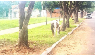 Prefeitura orienta sobre animais de grande porte soltos em ruas de Adamantina