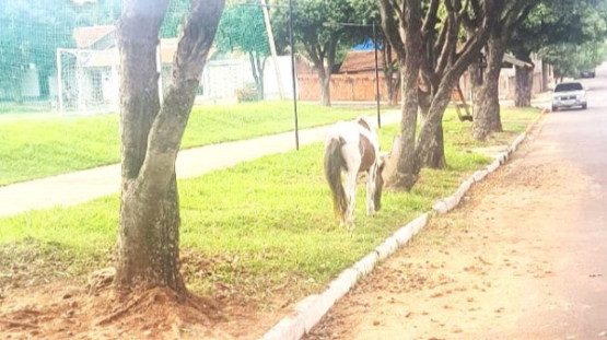 Prefeitura orienta sobre animais de grande porte soltos em ruas de Adamantina